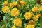 Coreopsis grandiflora Early Sunrise blooming 1