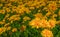 Coreopsis grandiflora, or Early sunrise flowers