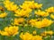 Coreopsis grandiflora flowers