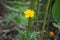 Coreopsis grandiflora is a North American species of perennial plant in the sunflower family Asteraceae. Berlin, Germany