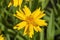 Coreopsis grandiflora `Sun Up`