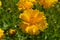 Coreopsis grandiflora Sunburst flower, also known as tickseed