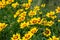 Coreopsis hybrid in a green background
