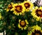 Coreopsis hybrida â€˜UpTick Yellow & Redâ€™, Tickseed