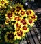 Coreopsis hybrida â€˜UpTick Yellow & Redâ€™, Tickseed