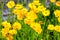 Coreopsis lanceolata