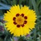 Coreopsis lanceolata flower