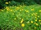 Coreopsis lanceolata flowers