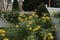 Coreopsis lanceolata \\\'Sterntaler\\\' a summer flowering plant with yellow summertime flower