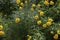 Coreopsis lanceolata \\\'Sterntaler\\\' a summer flowering plant with yellow summertime flower