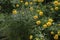 Coreopsis lanceolata \\\'Sterntaler\\\' a summer flowering plant with yellow summertime flower