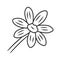 Coreopsis linear icon. Rudbeckia garden flower. Calliopsis plant. Blooming daisy, camomile wildflower. Thin line