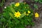 Coreopsis palmata is a North American species of flowering plant in the aster family Asteraceae. Berlin, Germany