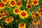 Coreopsis plant in bloom