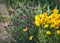 Coreopsis pubescens called star tickseed and bluettes.