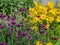 Coreopsis pubescens called star tickseed and bluettes.