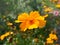 Coreopsis pubescens, called star tickseed in common