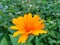 Coreopsis pubescens, called star tickseed in common. Yellow flower in garden. Descktop floral background