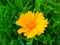 Coreopsis pubescens, called star tickseed in common. Yellow flower in garden. Descktop floral background
