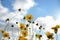 Coreopsis pubescens flowers on sky background
