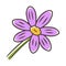 Coreopsis purple color icon. Rudbeckia garden flower. Calliopsis plant. Blooming daisy, camomile wildflower. Isolated