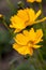 Coreopsis tickseed asteraceae compositae grandiflora Badengold