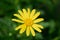 Coreopsis Tickseed Flower Bloom