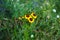 Coreopsis tinctoria blooms in June. Berlin, Germany