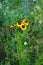 Coreopsis tinctoria blooms in June. Berlin, Germany