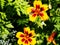 Coreopsis tinctoria - plains coreopsis - garden tickseed