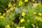 Coreopsis verticillata blooms with yellow flowers in July. Potsdam, Germany