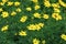 Coreopsis verticillata. Golden yellow whorled coreopsis.