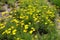 Coreopsis verticillata with lots of yellow flowers in June