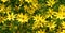 Coreopsis verticillata is a North American species of tickseed