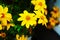 Coreopsis verticillata or threadleaf coreopsis zagreb yellow flowers