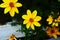 Coreopsis verticillata or threadleaf coreopsis zagreb yellow flowers