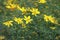 Coreopsis verticillata. The whorled tickseed blooms in the garden.