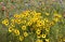 Coreopsis wildflowers in Texas field in springtime