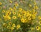 Coreopsis wildflowers in Texas field in springtime