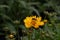 Coreopsis yellow flower with Bee