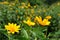Coreopsis yellow flower field at Botanical Gardens