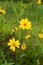 Coreopsis - yellow flowers