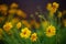 Coreopsis yellow flowers grow in the evening garden, art bokeh