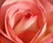 Coretta Scott King Hybrid Tea Rose in Bloom