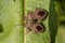 Coreus marginatus, dock bug. Coreus marginatus is a herbivorous species of true bug in the family Coreidae.
