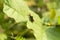 Coreus marginatus or the dock bug on a green leaf. Coreus marginatus is a herbivorous species of true bug. Place for text