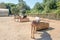 Corfu donkey rescue for mistreated donkeys in Paleokastritsa in Corfu, Greece