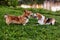 Corgi and beagle dogs run together. Playful puppies jump and play on green field.