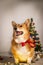 Corgi in a christmas session