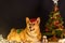 Corgi in a christmas session with decoration and christmas tree